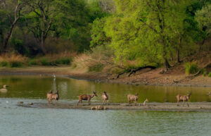 herd wild deer middle lake surrounded by greenery 1
