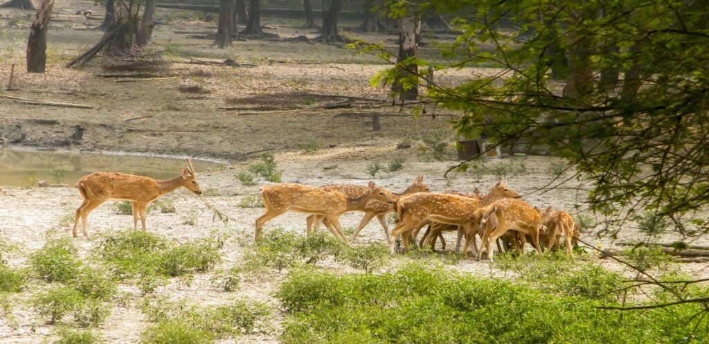 Bhadra Wildlife Sanctuary