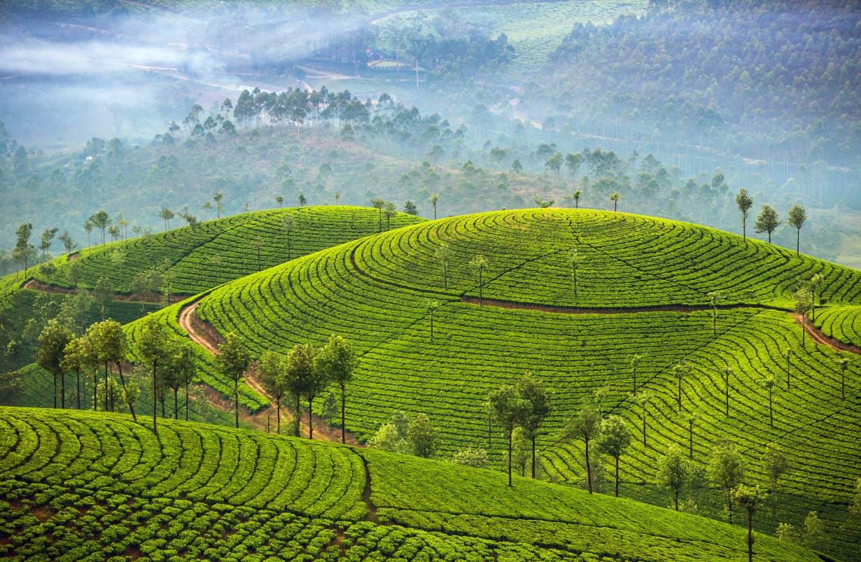 place to visit in the rainy season -  Munnar