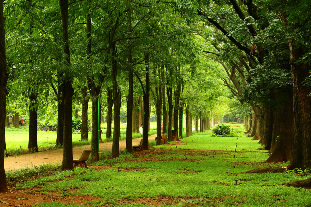 Cubbon Park