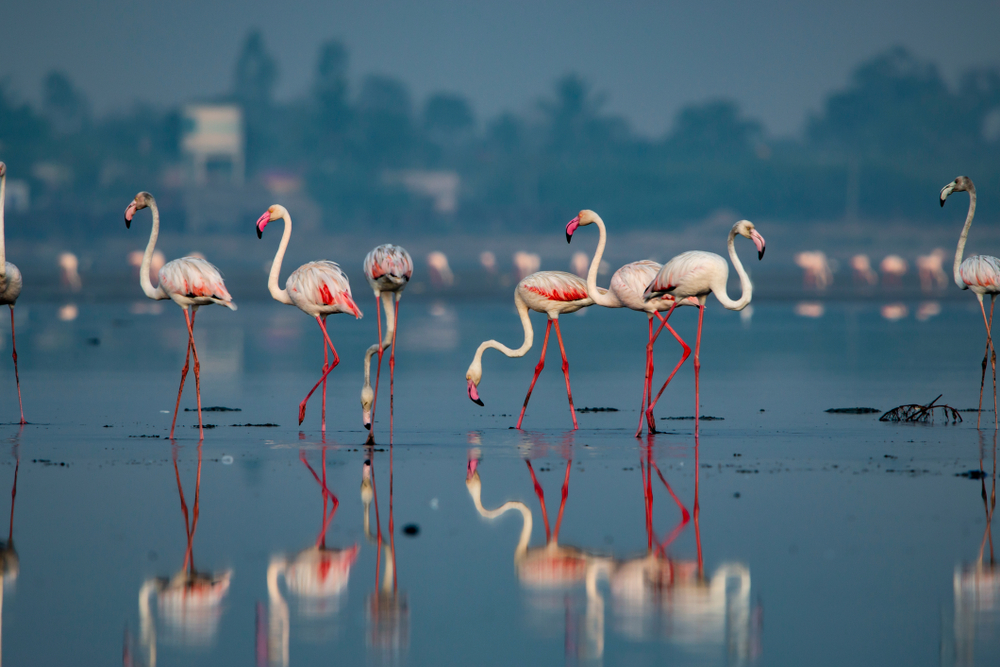 Pulicat Lake to visit