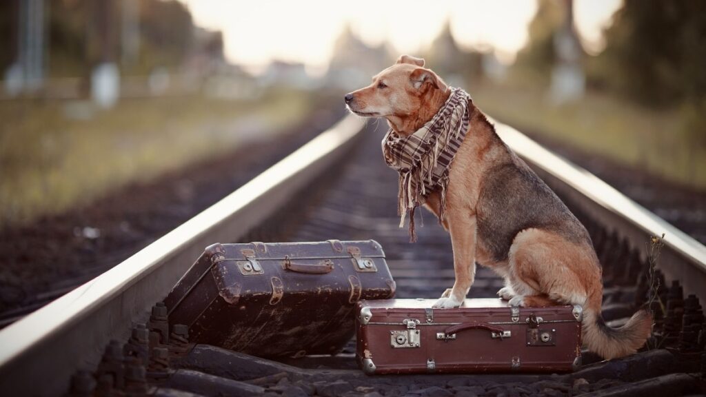 Safety Tips for Traveling with Pets