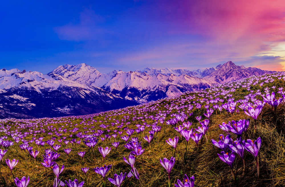 Valley of Flowers