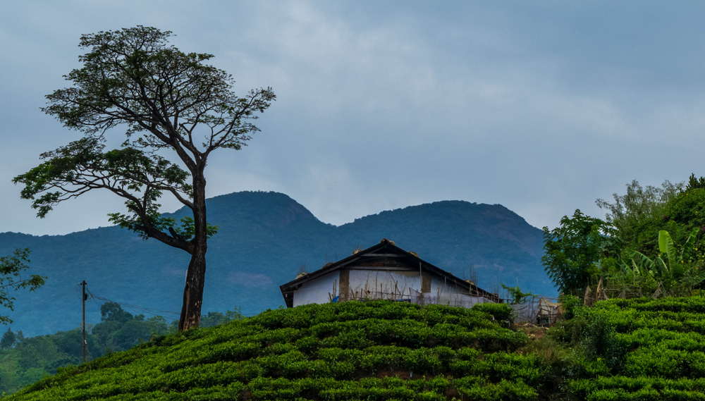 Wayanad - places to visit in monsoon in  South India