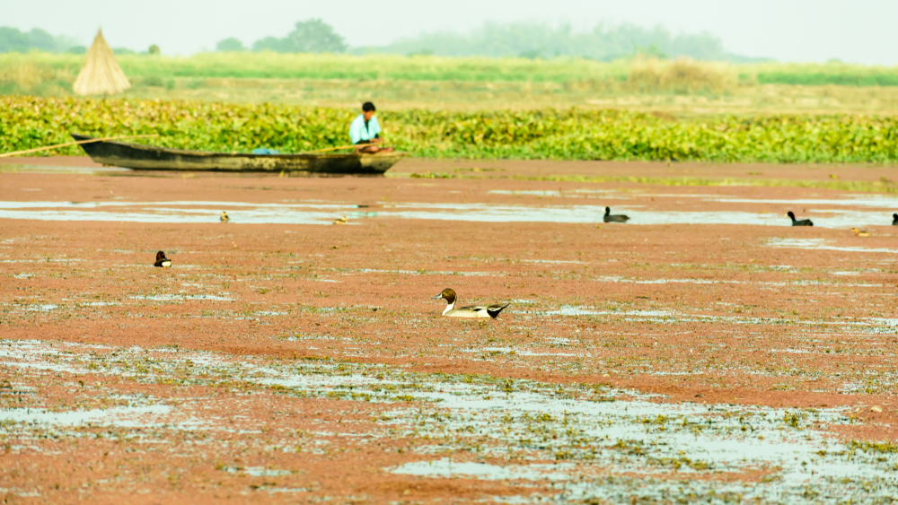 Thattekad Bird Sanctuary