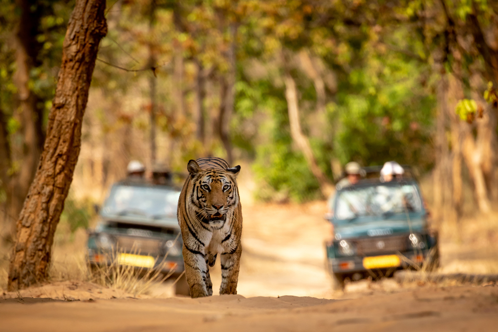 Bandhavgarh Tiger Reserve, Madhya Pradesh