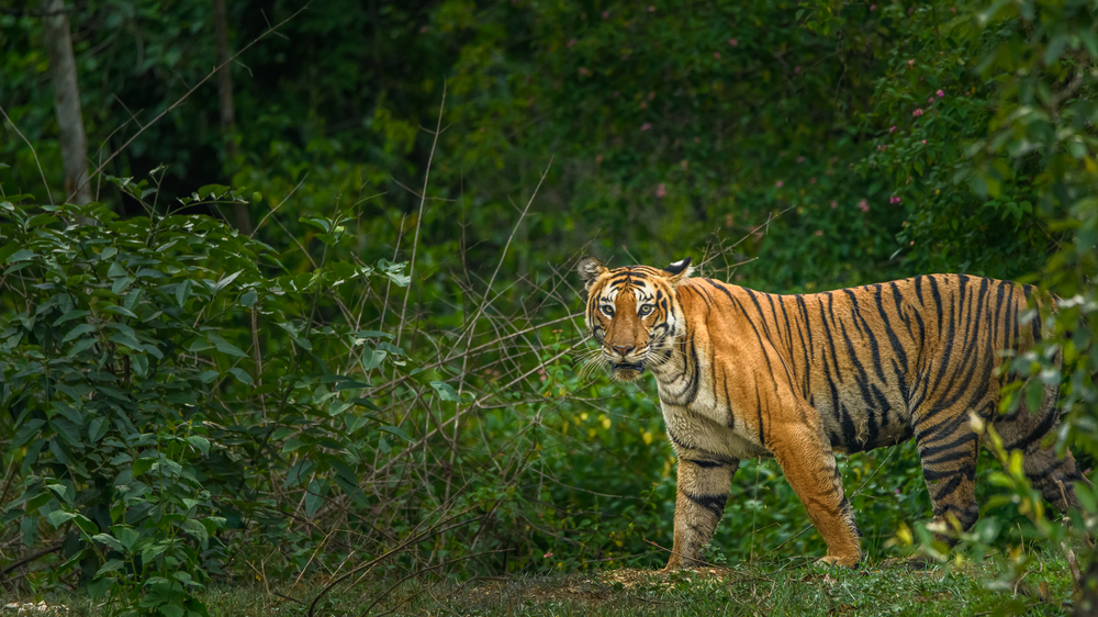 wildlife sanctuary in India