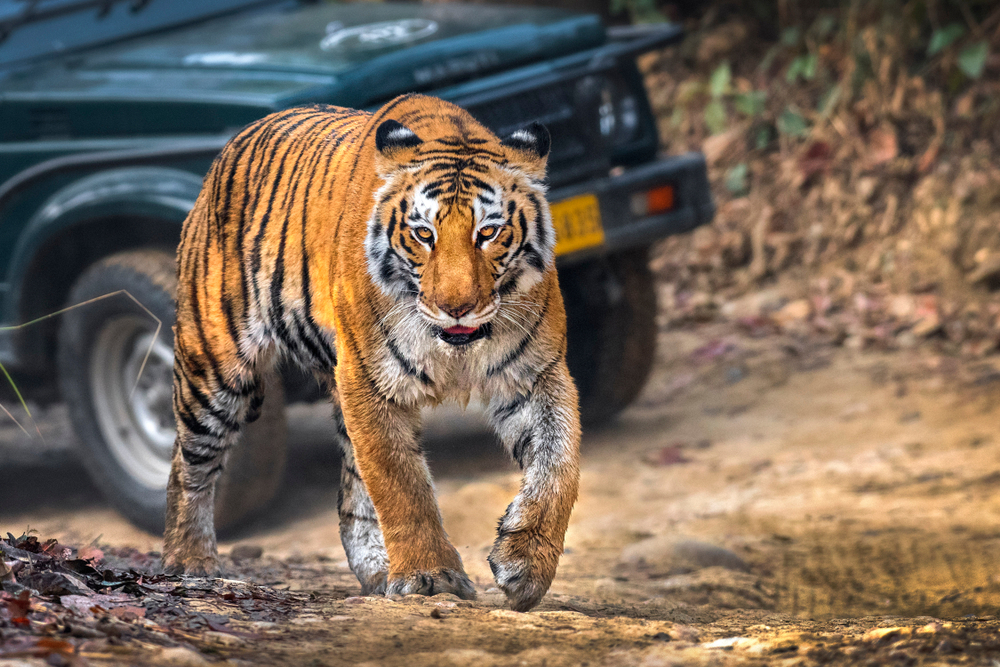 best places to see tigers in India