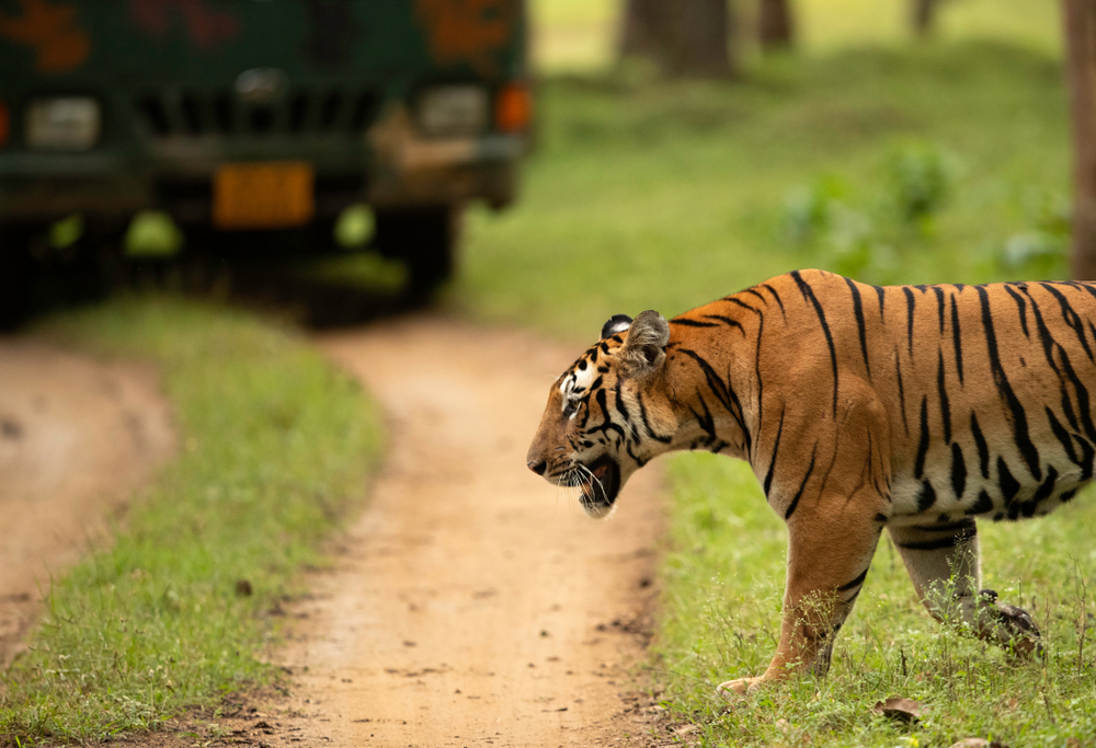 best tiger reserves in South India