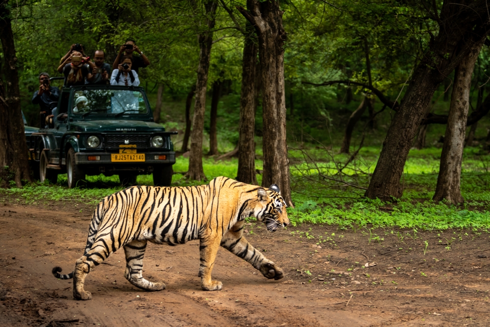 Ranthambore Tiger Reserve, Rajasthan