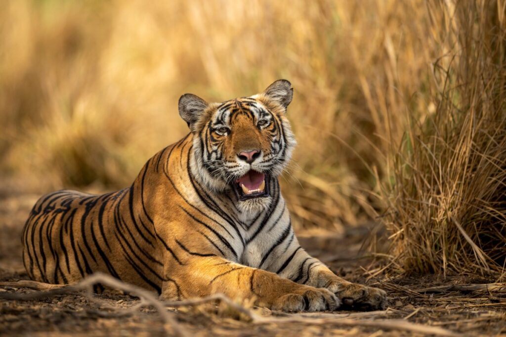 Tiger Reserves in India