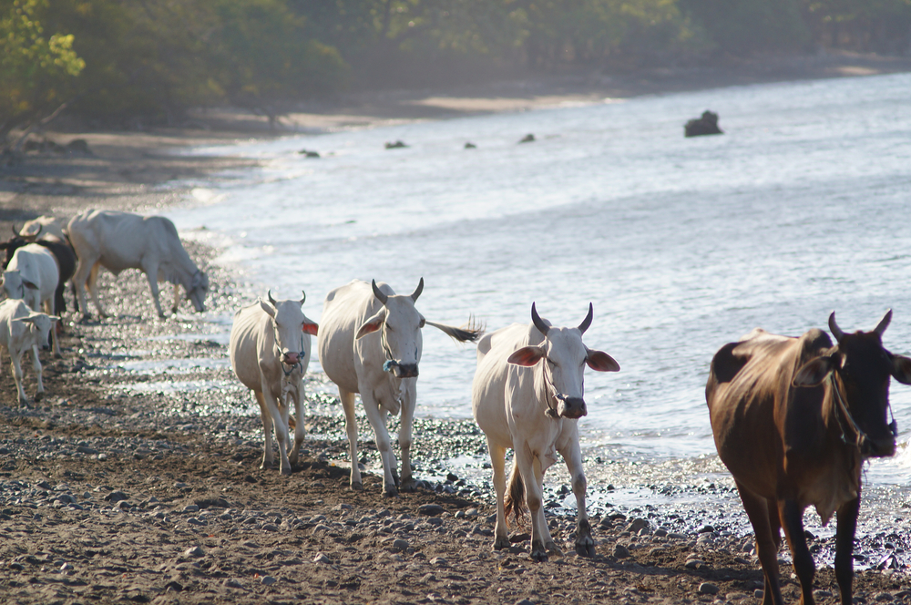 Ongole Andhra Pradesh