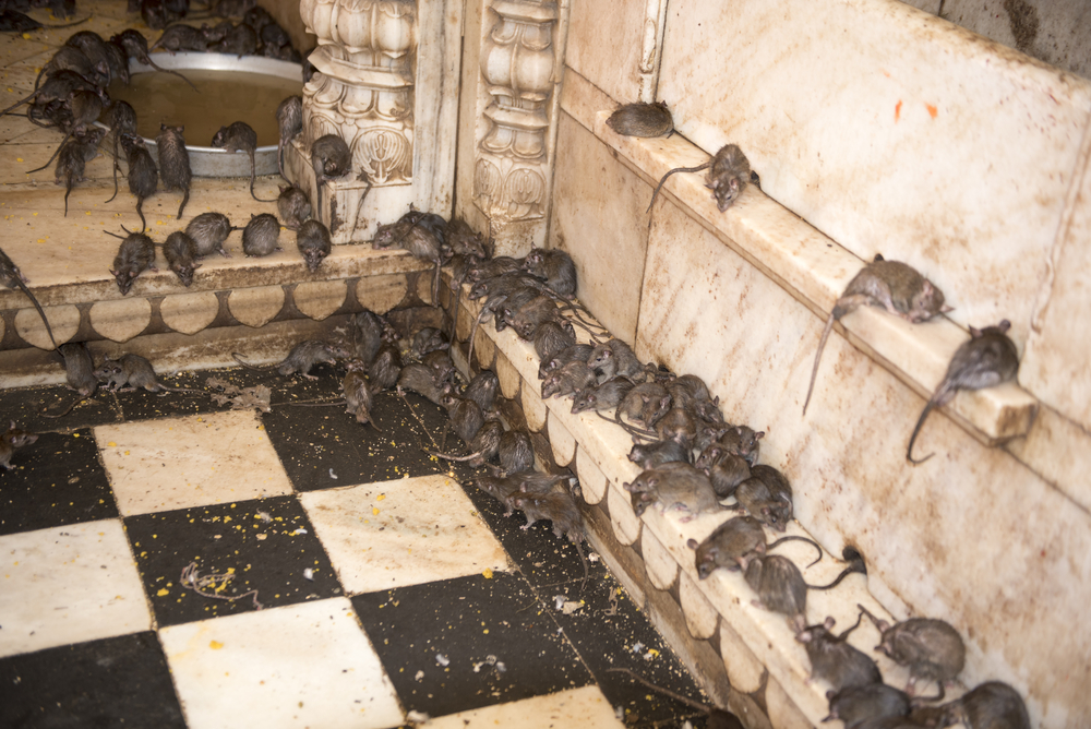 Karni Mata Temple Udaipur Rat Temple