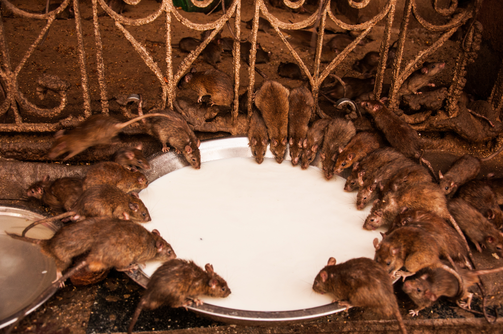 Karni Mata Temple Udaipur