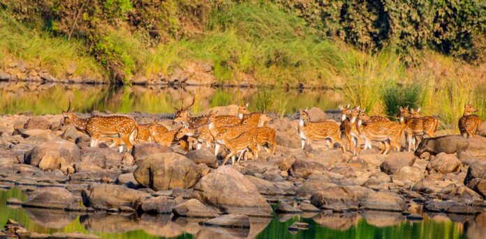 Panna National Park